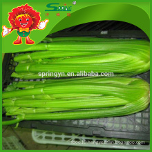 New season fresh celery supplier